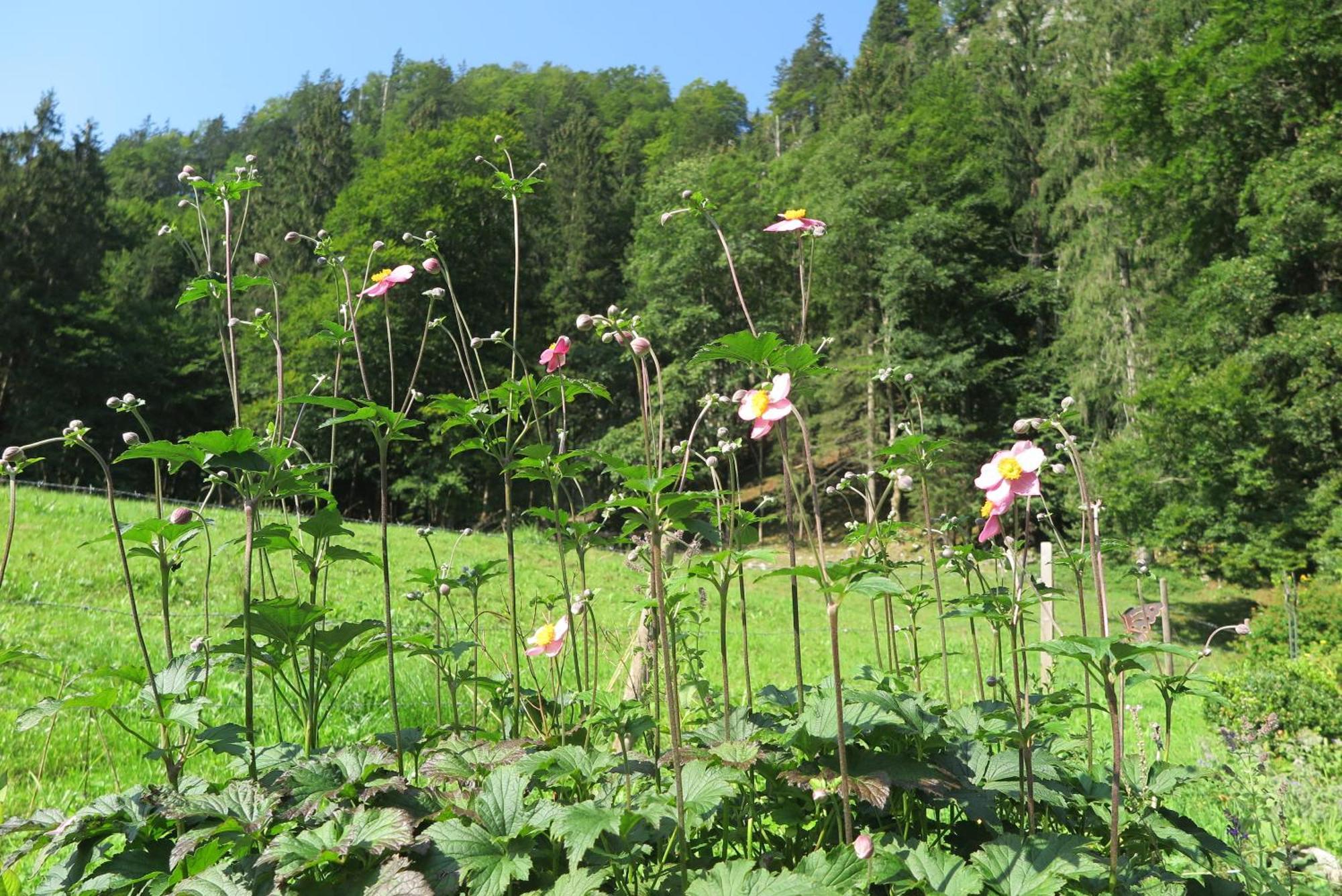 Ferienwohnungen Haus Waldwinkel Aschau im Chiemgau Exterior foto